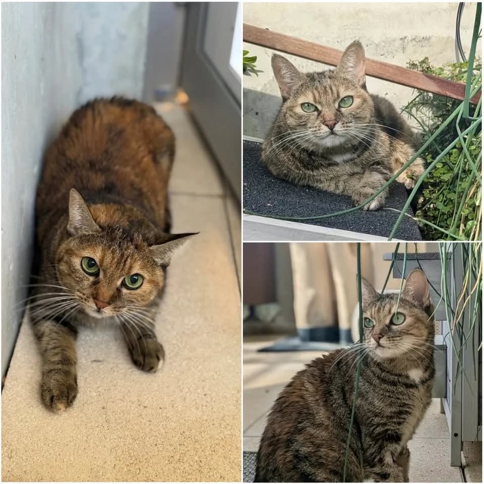 𝐇𝐄𝐋𝐀, female 6yo European Shorthair for adoption at Refuge l
