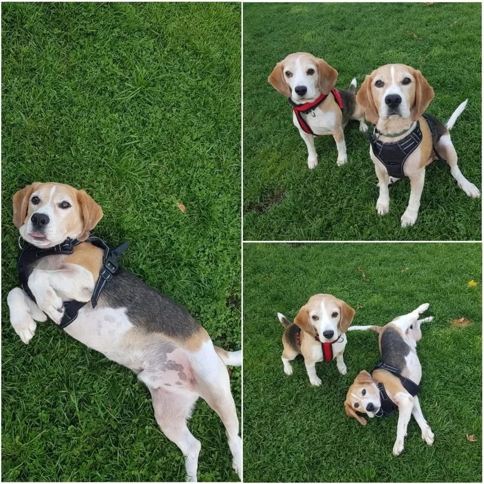 𝐊𝐄𝐍𝐙𝐎 & 𝐄𝐍𝐙𝐎, Tricolore Poil : Court ☑️ Identifié male 7yo Beagle for adoption at Refuge l