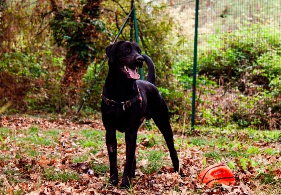 Bagherra (réservé), male young Labrador Retriever for adoption at SPA Mont-de-Marsan, De Marsan