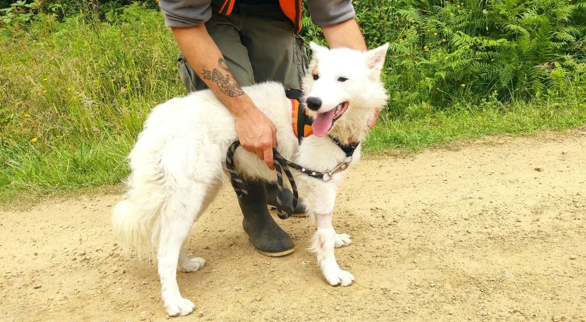 AMADEUS, male young Border Collie for adoption at SPA Mont-de-Marsan, De Marsan