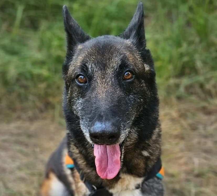 ANGUS, male senior Mixed Breed for adoption at SPA Mont-de-Marsan, De Marsan