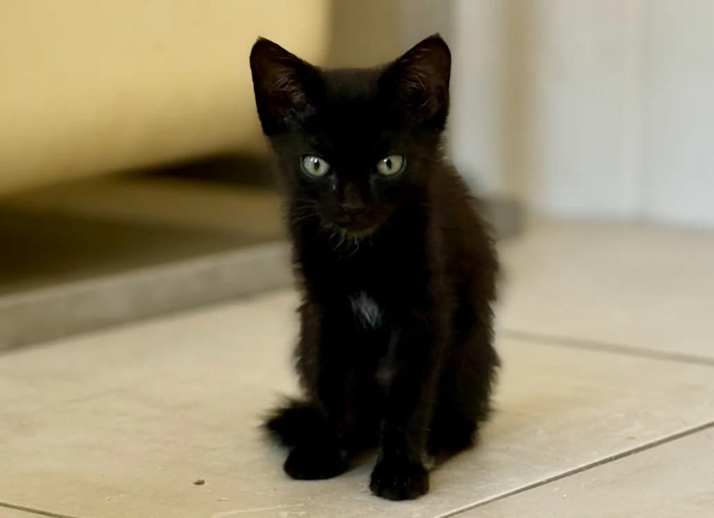 Bidart, male puppy Mixed Breed for adoption at SPA Mont-de-Marsan, De Marsan