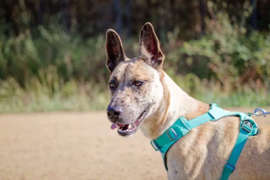 Anubis, female young mixed breed for adoption at SPA Mont-de-Marsan, De Marsan