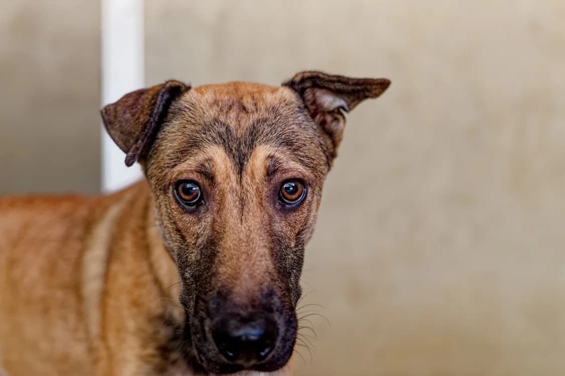 Snoopy, male young mixed breed for adoption at SPA Mont-de-Marsan, De Marsan