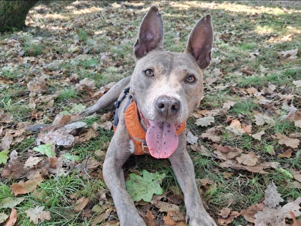 Médusa, female 6yo American Staffordshire Terrier for adoption at SPA Mont-de-Marsan, De Marsan