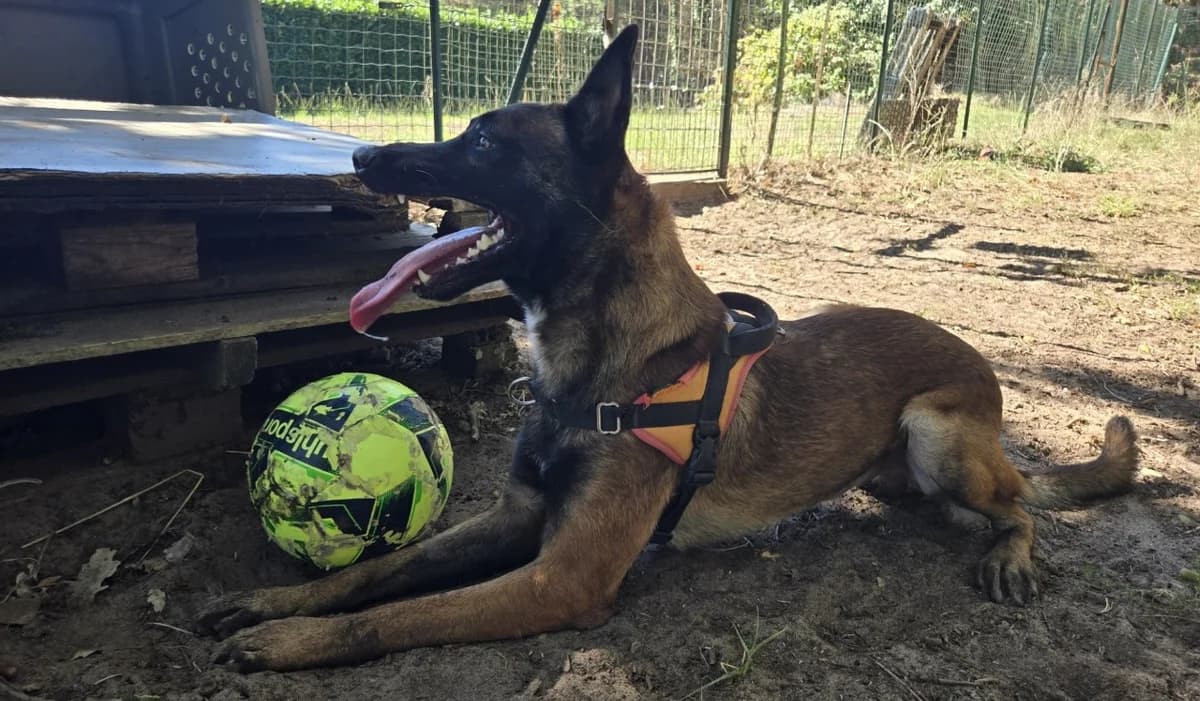 Meech, male young Belgian Malinois for adoption at SPA Mont-de-Marsan, De Marsan