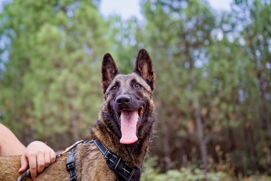 Cali, female young Belgian Malinois for adoption at SPA Mont-de-Marsan, De Marsan