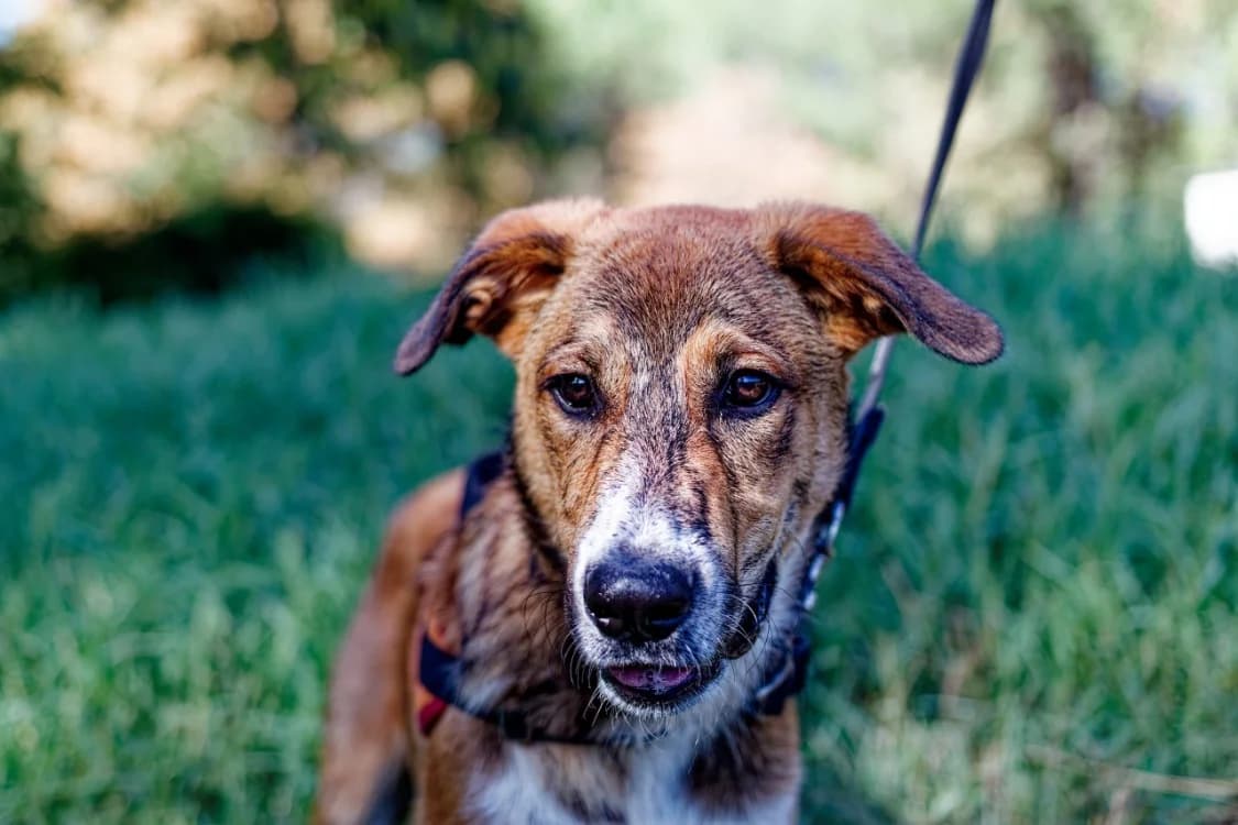 baïko, male mixed breed for adoption at SPA Mont-de-Marsan, De Marsan