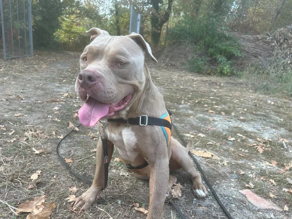 scareface, male 5yo American Bully for adoption at SPA Mont-de-Marsan, De Marsan