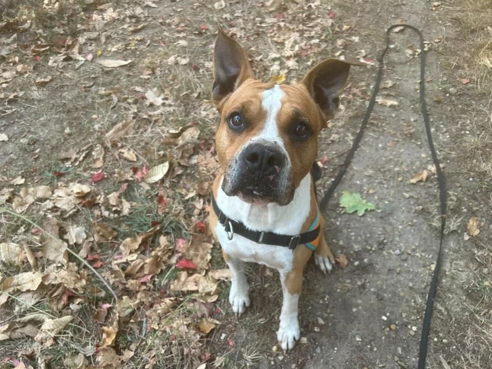 Karamel, male 7yo mixed breed for adoption at SPA Mont-de-Marsan, De Marsan