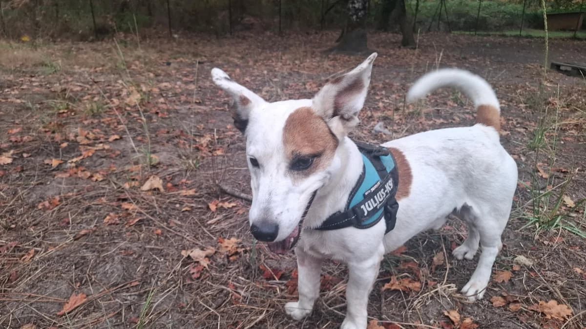 Jacko, male senior Jack Russell Terrier for adoption at SPA Mont-de-Marsan, De Marsan