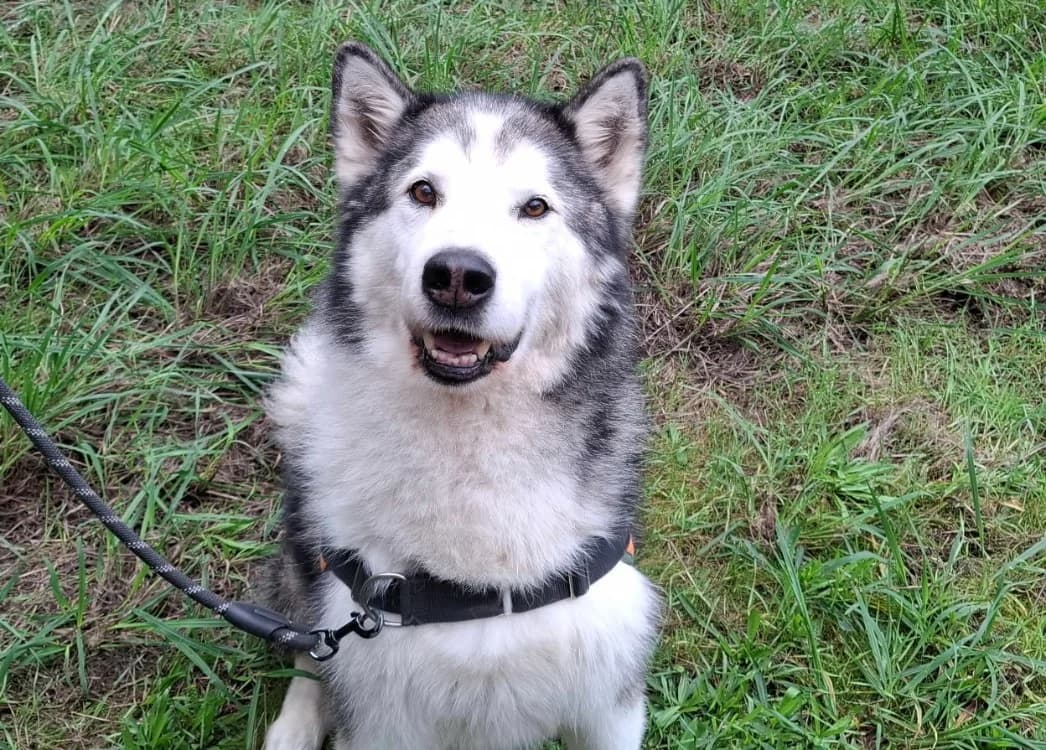 Wolf, male senior Alaskan Malamute for adoption at SPA Mont-de-Marsan, De Marsan