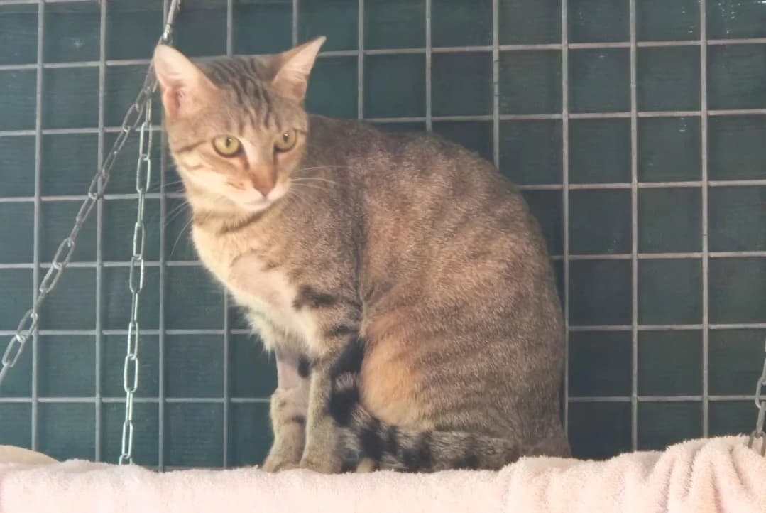 pita, female mixed breed for adoption at SPA Mont-de-Marsan, De Marsan
