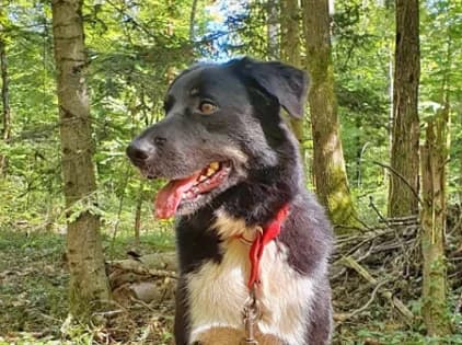 Tyna, female 5yo Mixed Breed for adoption at S.P.A. du pays de Montbéliard — Refuge d