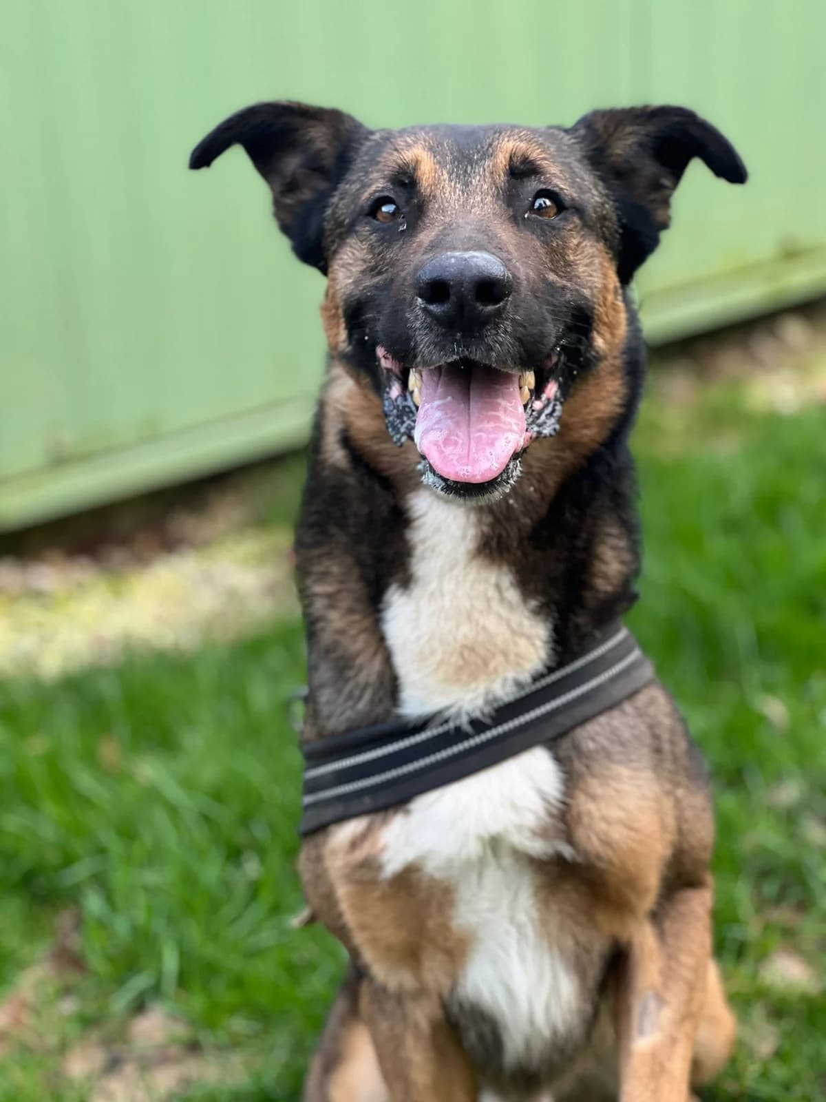 Hélix, male 6yo Mixed Breed for adoption at S.P.A. du pays de Montbéliard — Refuge d