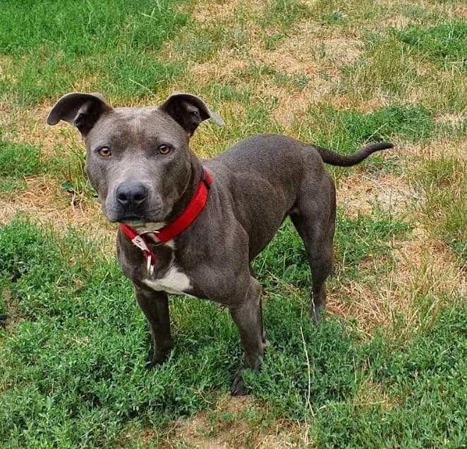 Aslan, male young mixed breed for adoption at S.P.A. du pays de Montbéliard — Refuge d