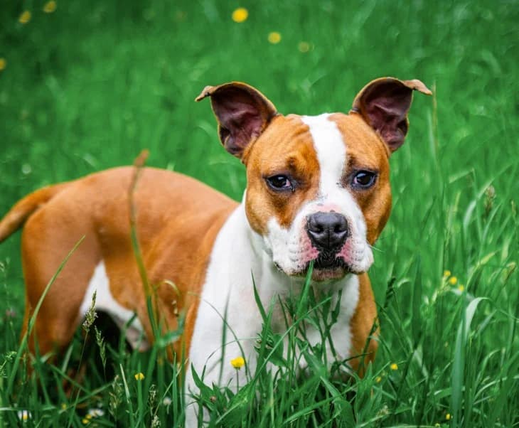 Sonik, male young American Staffordshire Terrier for adoption at S.P.A. du pays de Montbéliard — Refuge d
