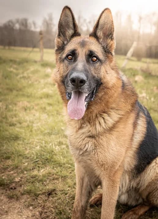 Toby, male 4yo German Shepherd for adoption at S.P.A. du pays de Montbéliard — Refuge d