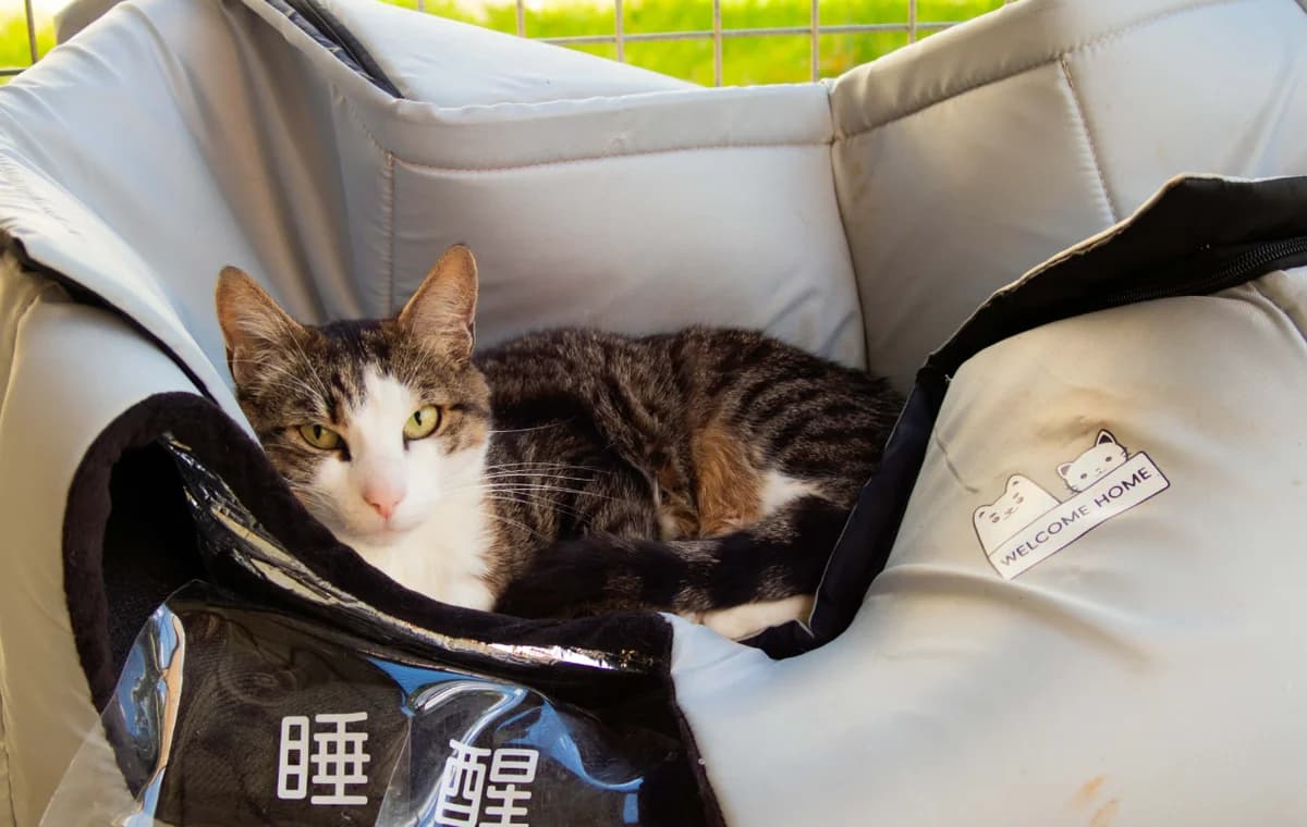 Nine, female 6yo European Shorthair for adoption at S.P.A. du pays de Montbéliard — Refuge d