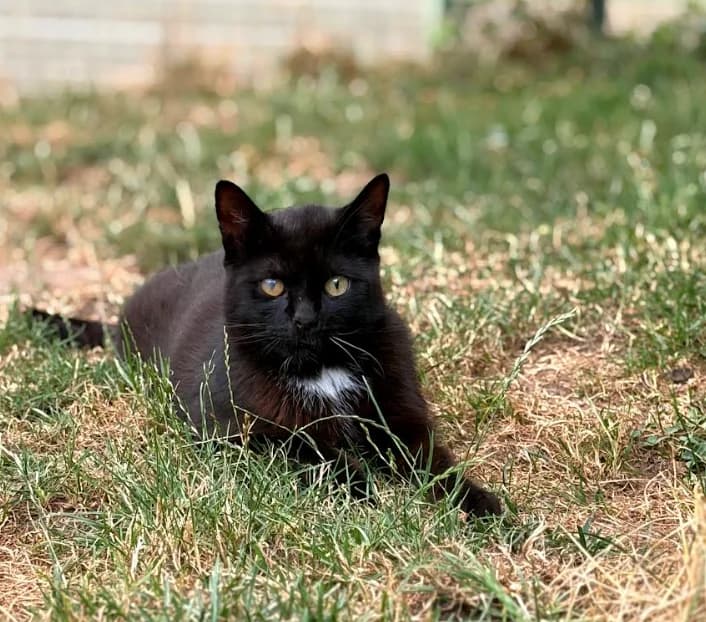 Moka, male 6yo European Shorthair for adoption at S.P.A. du pays de Montbéliard — Refuge d