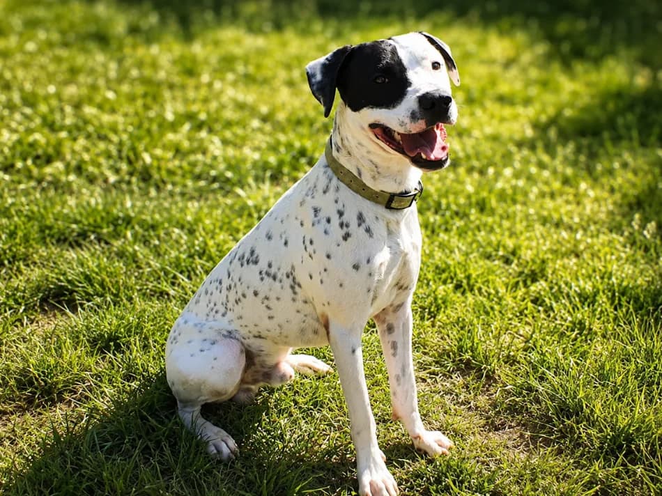 Rocky, male young Mixed Breed for adoption at S.P.A. du pays de Montbéliard — Refuge d