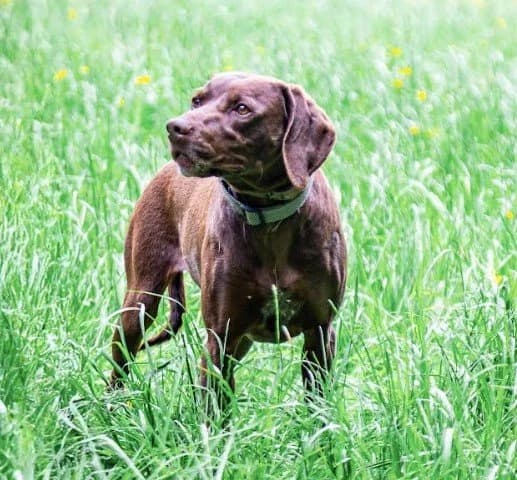 Toupille, female 7yo German Shorthaired Pointer for adoption at S.P.A. du pays de Montbéliard — Refuge d