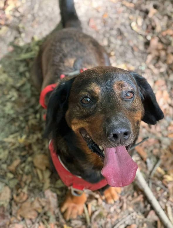 Tarzan, male 4yo Basset Hound for adoption at S.P.A. du pays de Montbéliard — Refuge d