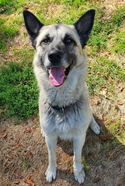 Mani, male 6yo Mixed Breed for adoption at S.P.A. du pays de Montbéliard — Refuge d