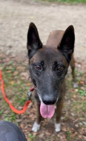 Purple, female 7yo Belgian Malinois for adoption at S.P.A. du pays de Montbéliard — Refuge d