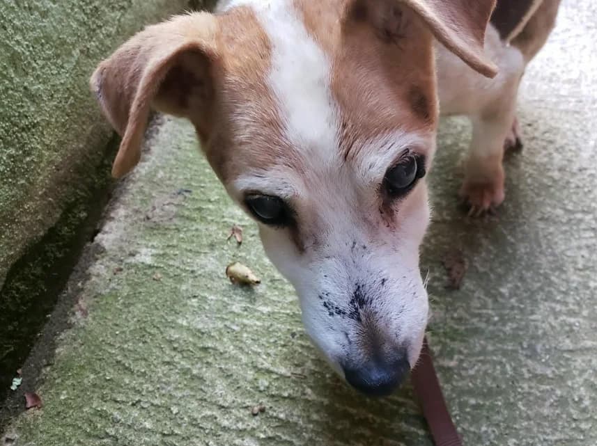 Félix, male senior Jack Russell Terrier for adoption at S.P.A. du pays de Montbéliard — Refuge d