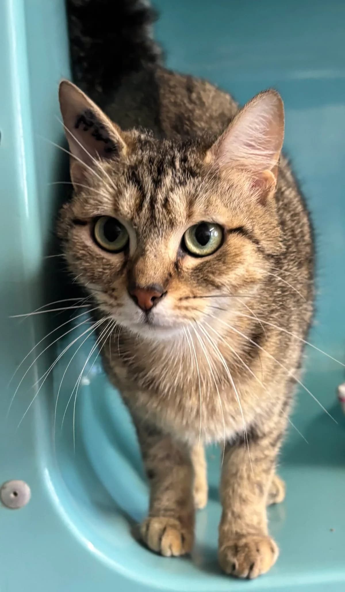 Abeille, female young Mixed Breed for adoption at SPA Montceau Refuge Jean Roche