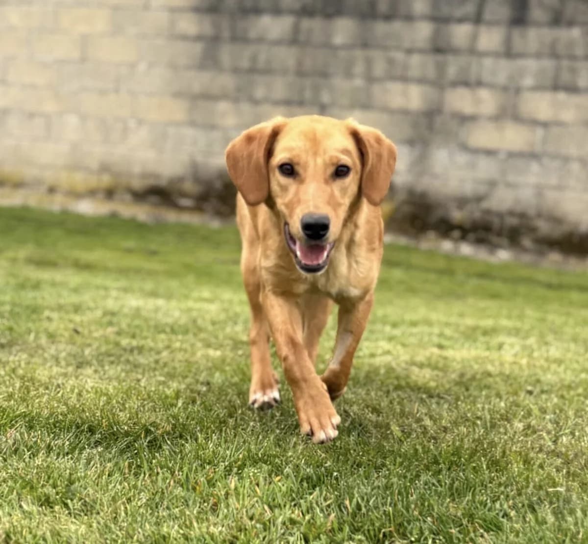 Aby, female Labrador Retriever for adoption at SPA Montceau Refuge Jean Roche