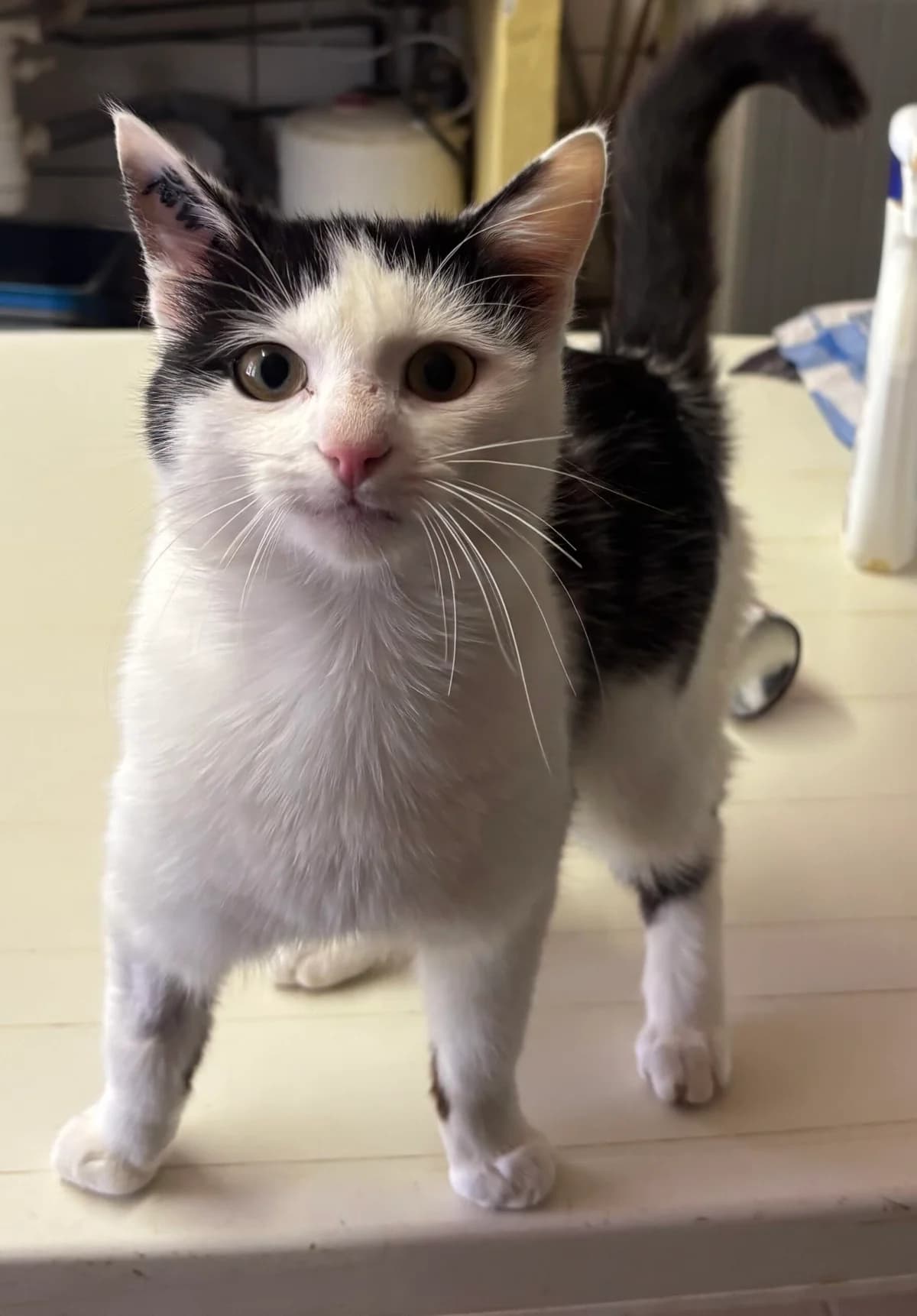 Acrobate, male young Mixed Breed for adoption at SPA Montceau Refuge Jean Roche