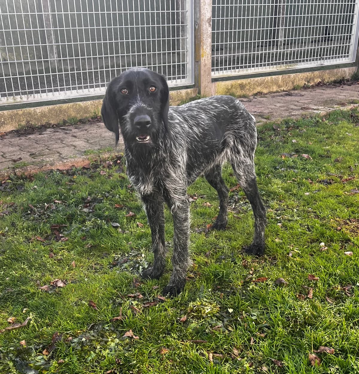 Ariel, female mixed breed for adoption at SPA Montceau Refuge Jean Roche