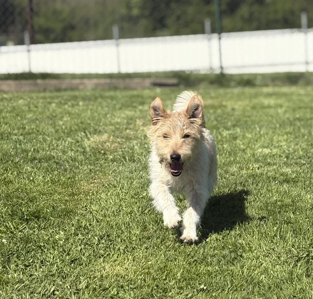 Arthus, male young Jack Russell Terrier for adoption at SPA Montceau Refuge Jean Roche, Montceau-les-Mines