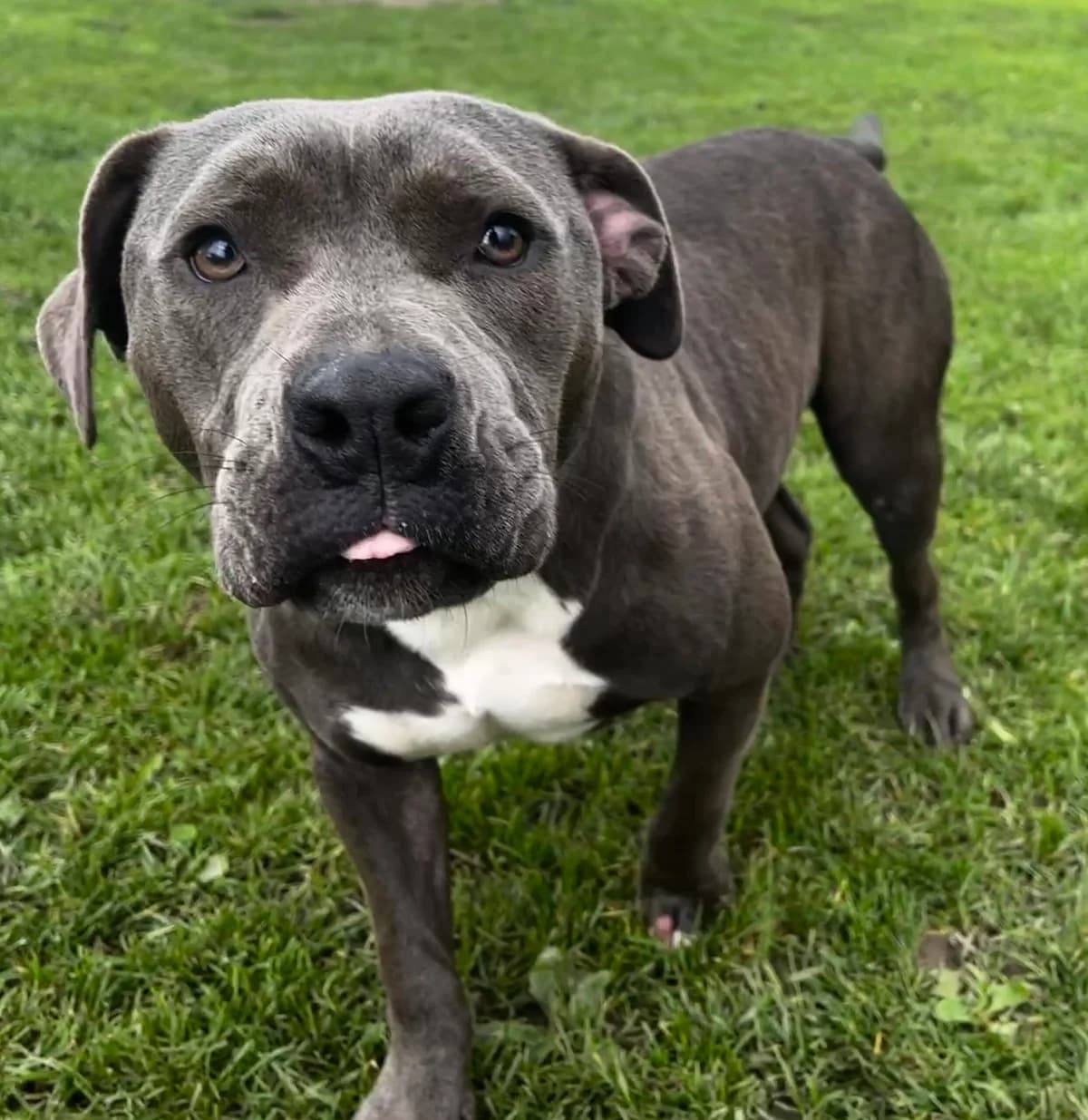 Athena, female mixed breed for adoption at SPA Montceau Refuge Jean Roche