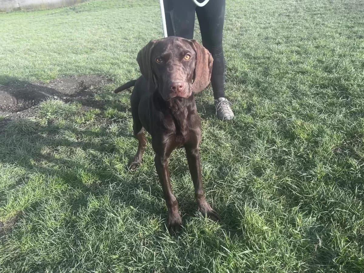Atome, male German Shorthaired Pointer for adoption at SPA Montceau Refuge Jean Roche