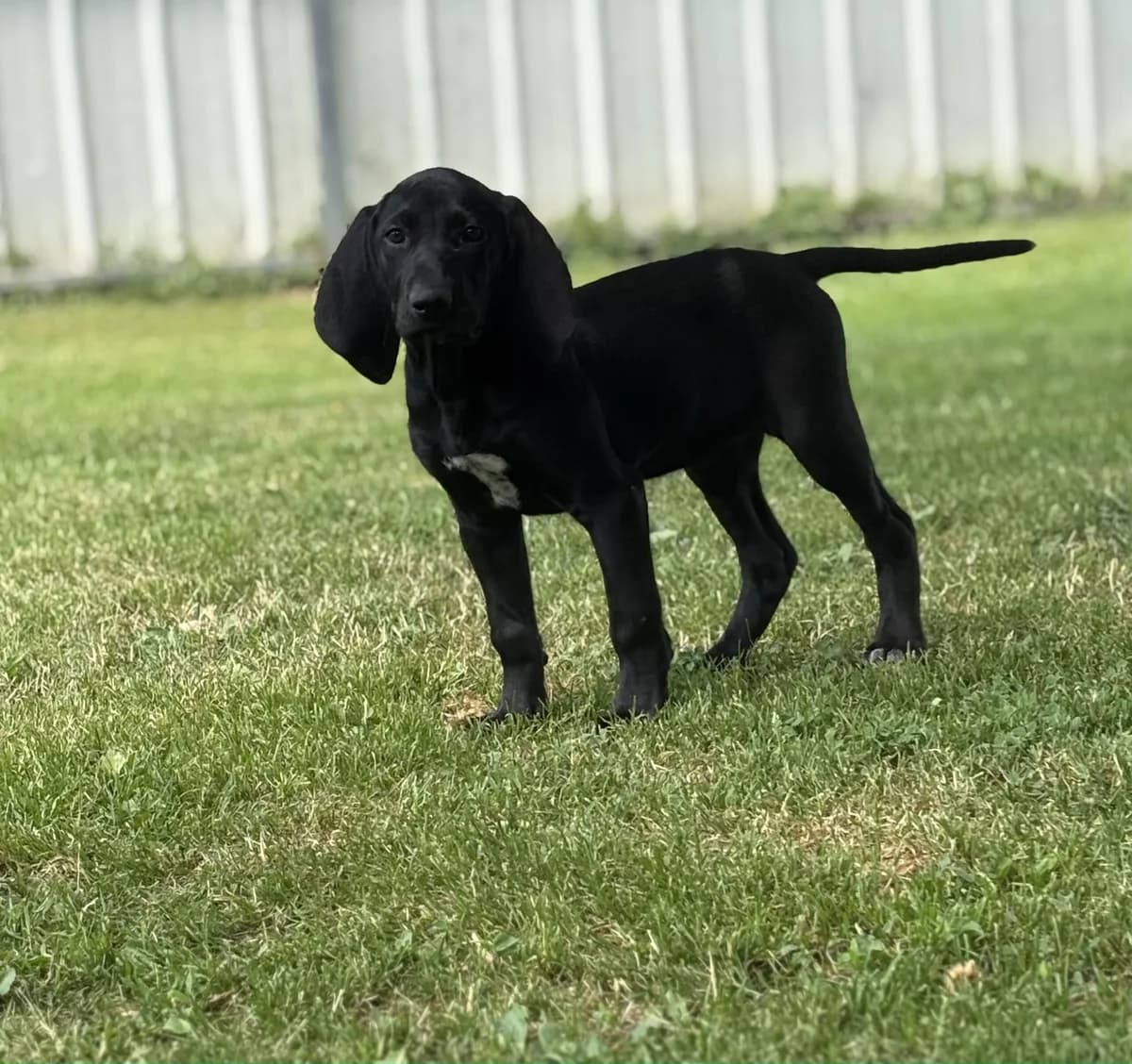 Babylone, female Pointer for adoption at SPA Montceau Refuge Jean Roche, Montceau-les-Mines