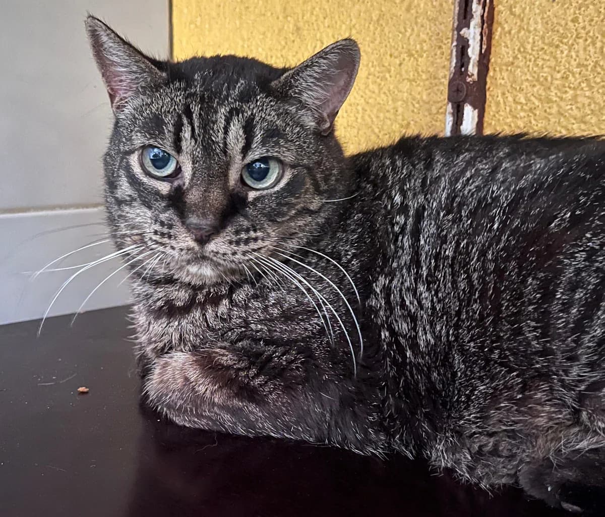 Bella, female senior Mixed Breed for adoption at SPA Montceau Refuge Jean Roche, Montceau-les-Mines