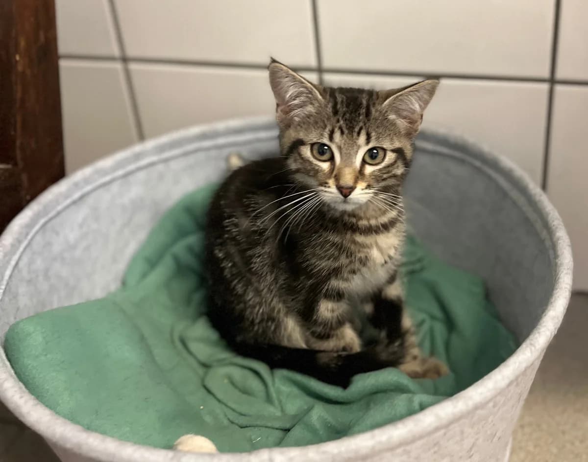 Bichette, female mixed breed for adoption at SPA Montceau Refuge Jean Roche, Montceau-les-Mines