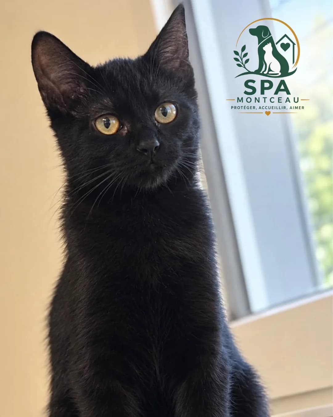 Buffy, female puppy Mixed Breed for adoption at SPA Montceau Refuge Jean Roche, Montceau-les-Mines
