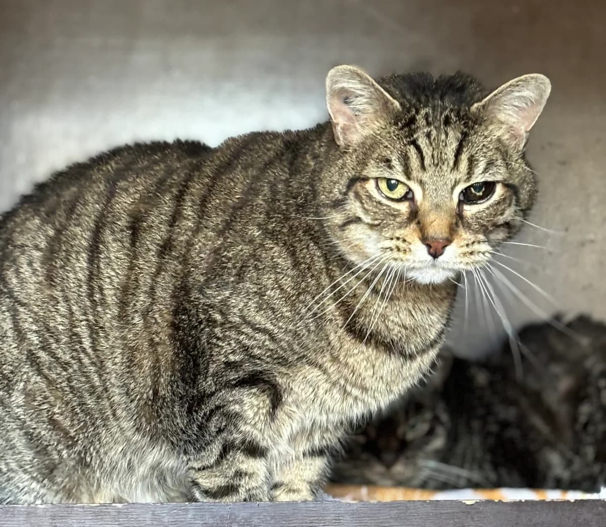 Coquin, male Mixed Breed for adoption at SPA Montceau Refuge Jean Roche