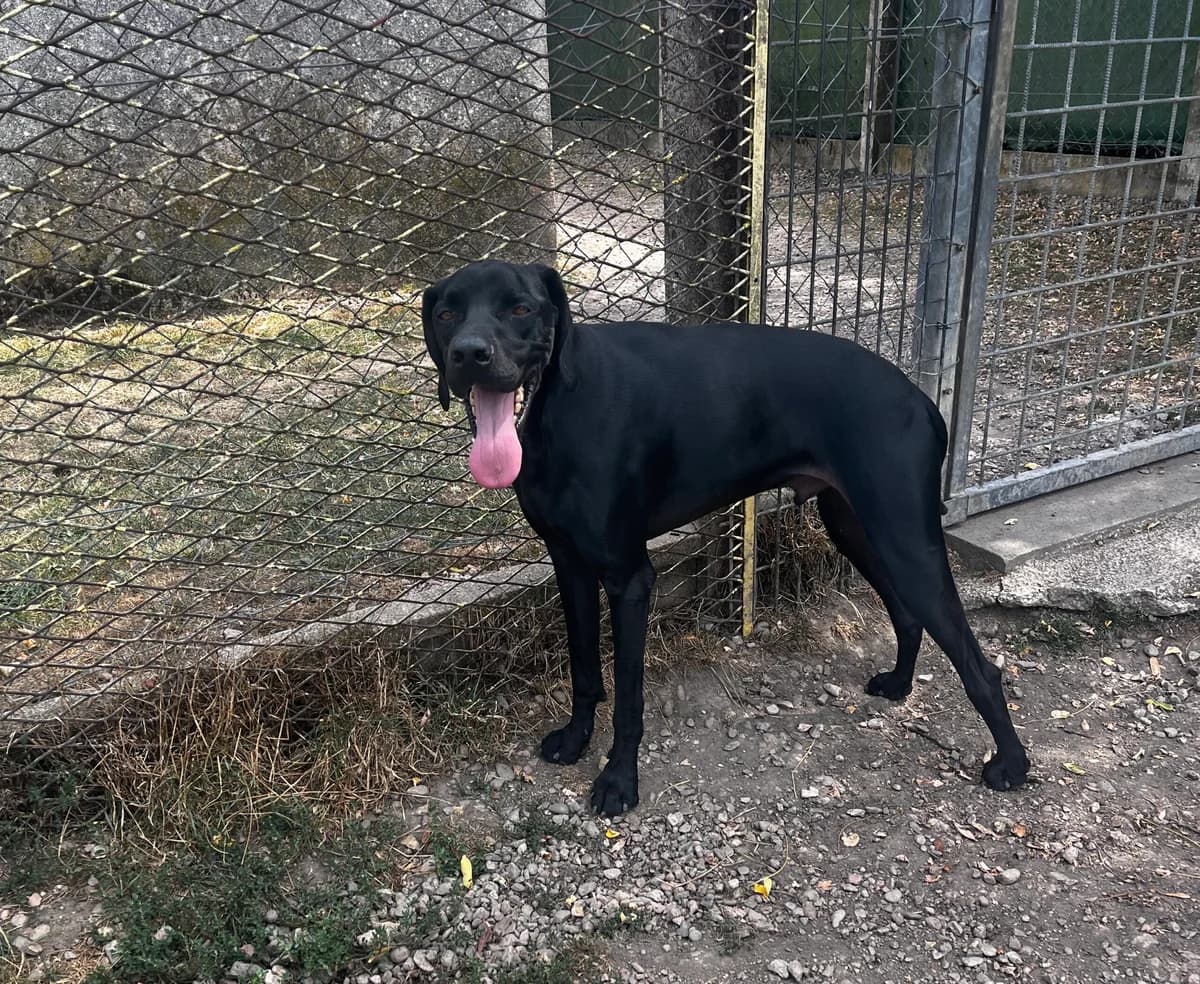 Doug, male Pointer for adoption at SPA Montceau Refuge Jean Roche