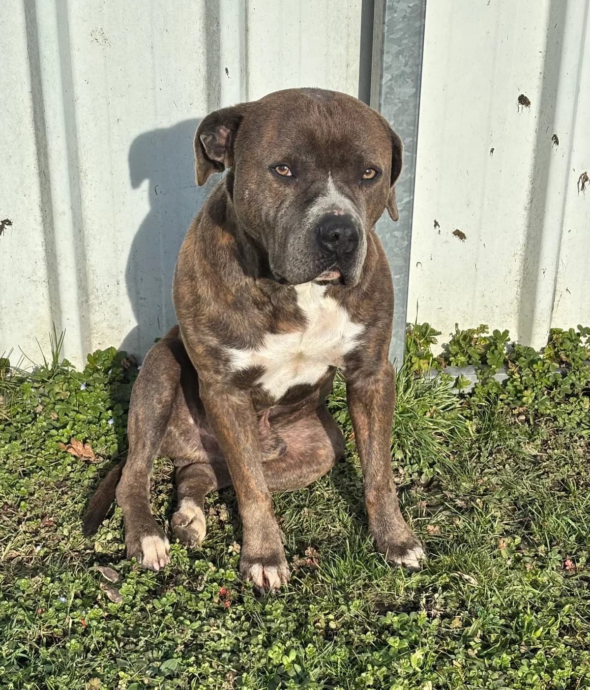 Eros, male mixed breed for adoption at SPA Montceau Refuge Jean Roche