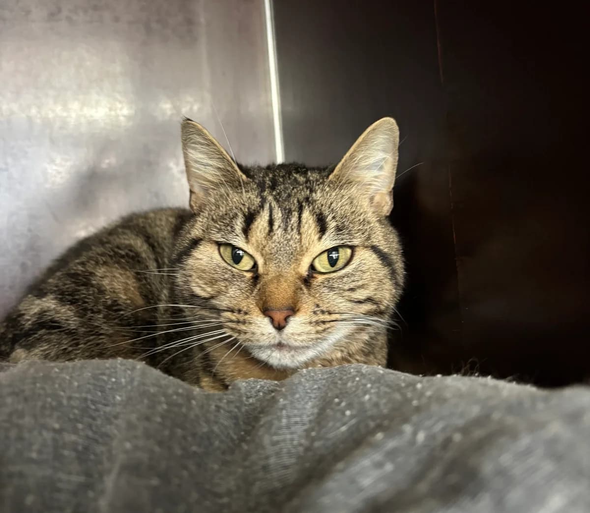 Fifille, female 4yo Mixed Breed for adoption at SPA Montceau Refuge Jean Roche