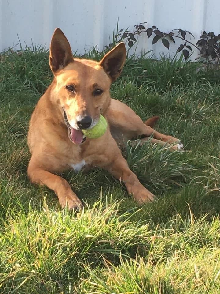 Hatchi, female Mixed Breed for adoption at SPA Montceau Refuge Jean Roche, Montceau-les-Mines