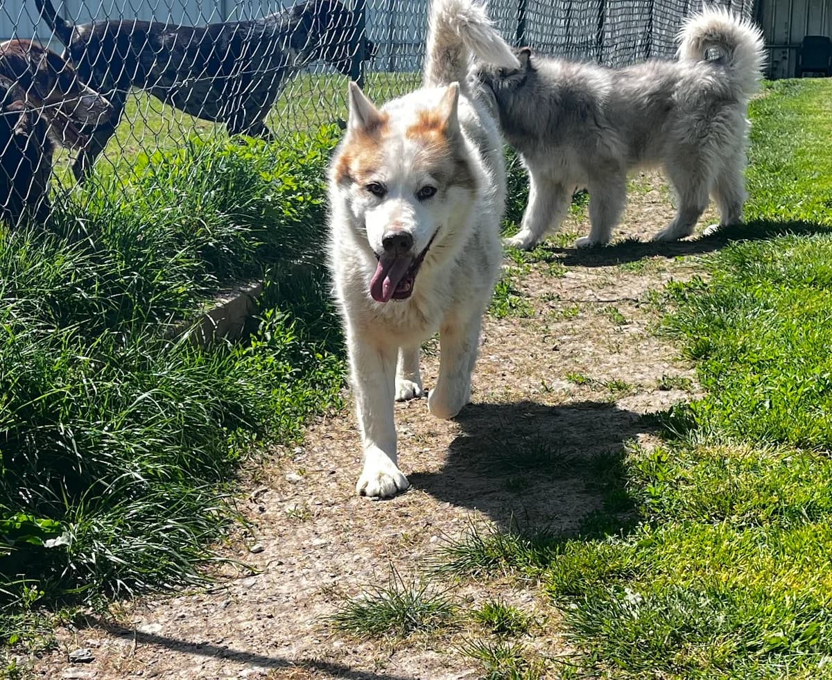 Jane, female mixed breed for adoption at SPA Montceau Refuge Jean Roche