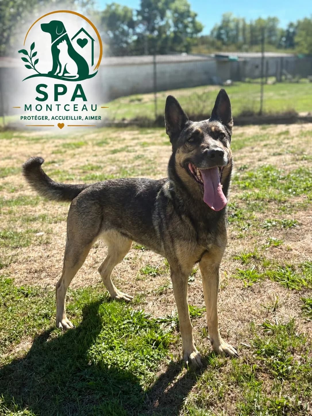 June, female 7yo Mixed Breed for adoption at SPA Montceau Refuge Jean Roche, Montceau-les-Mines