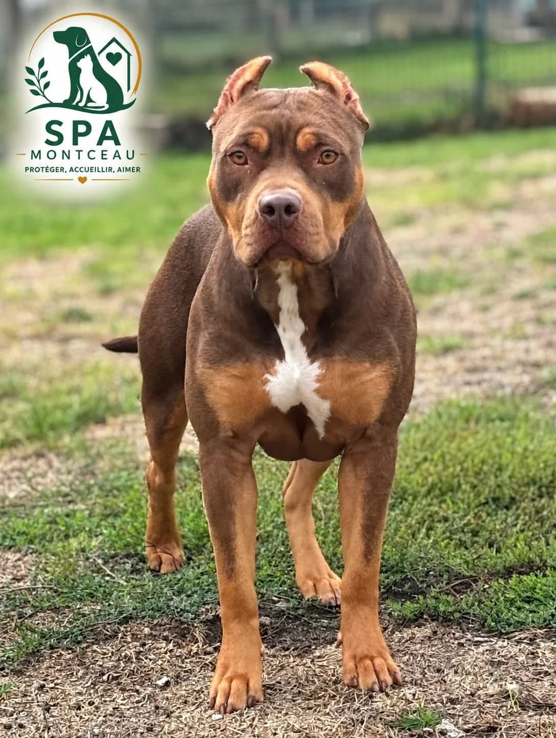 Laguerta, female young Mixed Breed for adoption at SPA Montceau Refuge Jean Roche, Montceau-les-Mines