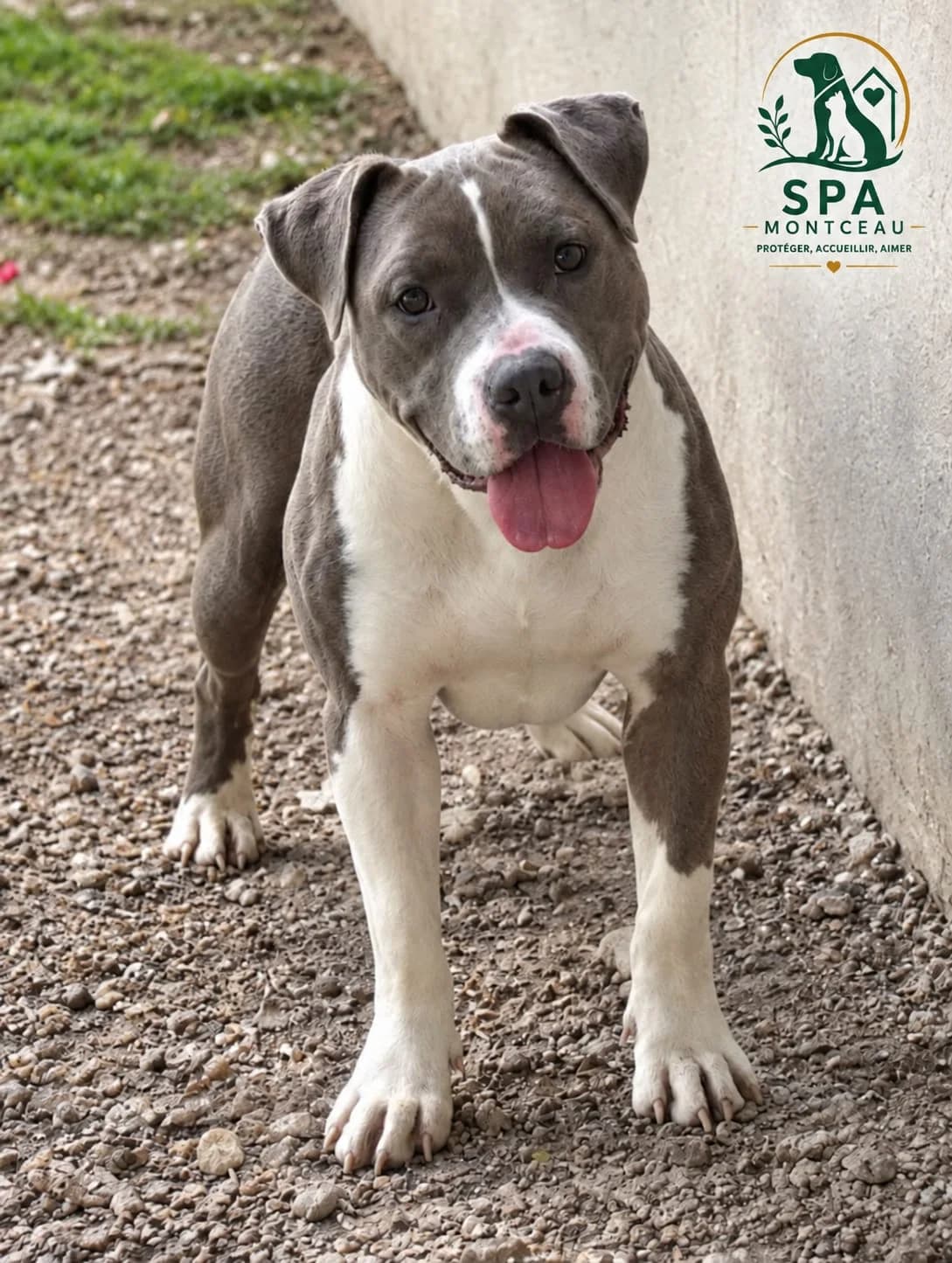 Laïa, female young Mixed Breed for adoption at SPA Montceau Refuge Jean Roche, Montceau-les-Mines